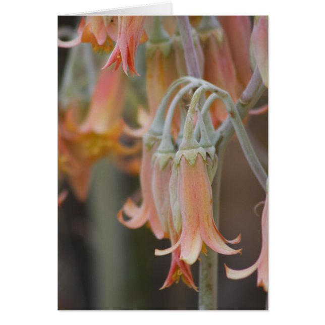 Flower Hälsningskort (Framsidan)