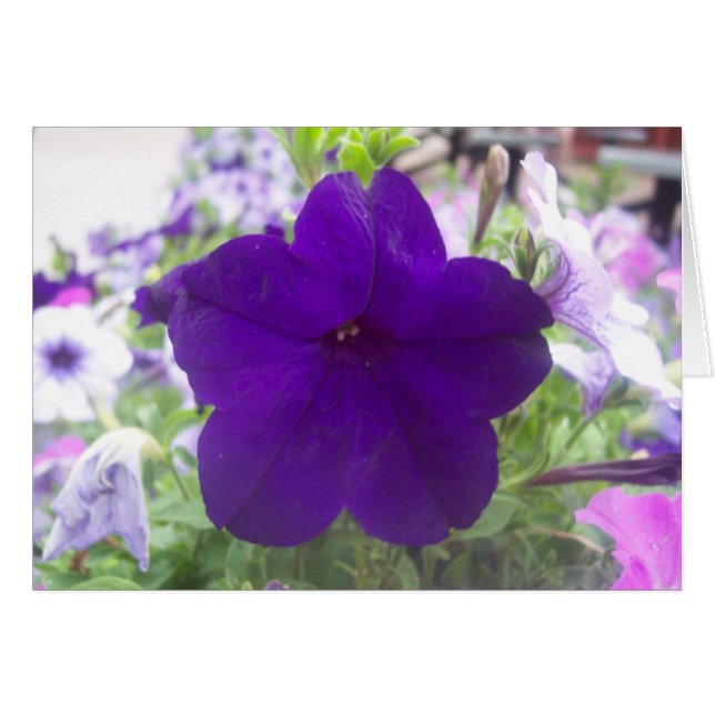 Flower Hälsningskort (Framsidan Horizontal)
