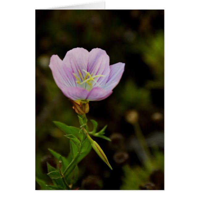 Flower Hälsningskort (Framsidan)