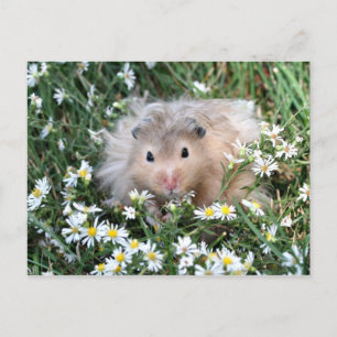 Flower hamster vykort