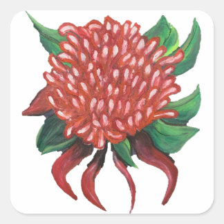 Flower Hand plockade Waratah Stickers Fyrkantigt Klistermärke