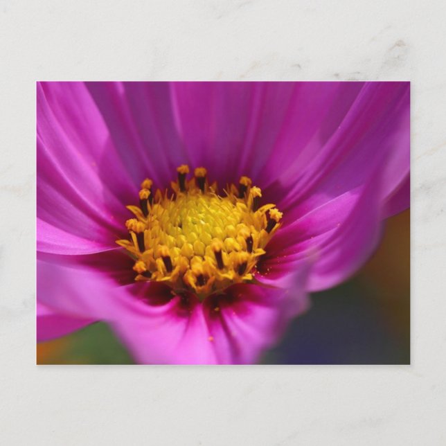 Flower Lila Vykort (Framsida)