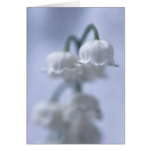 Flower Lily of the Valley