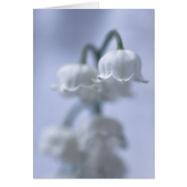 Flower Lily of the Valley Hälsningskort (Framsidan)