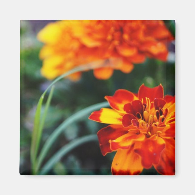 Flower Magnant Magnet (Framsidan)