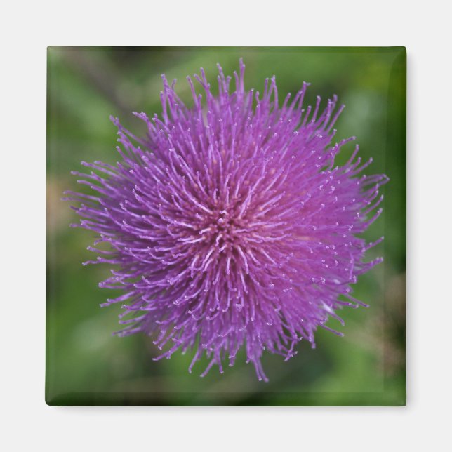 Flower Magnet (Framsidan)