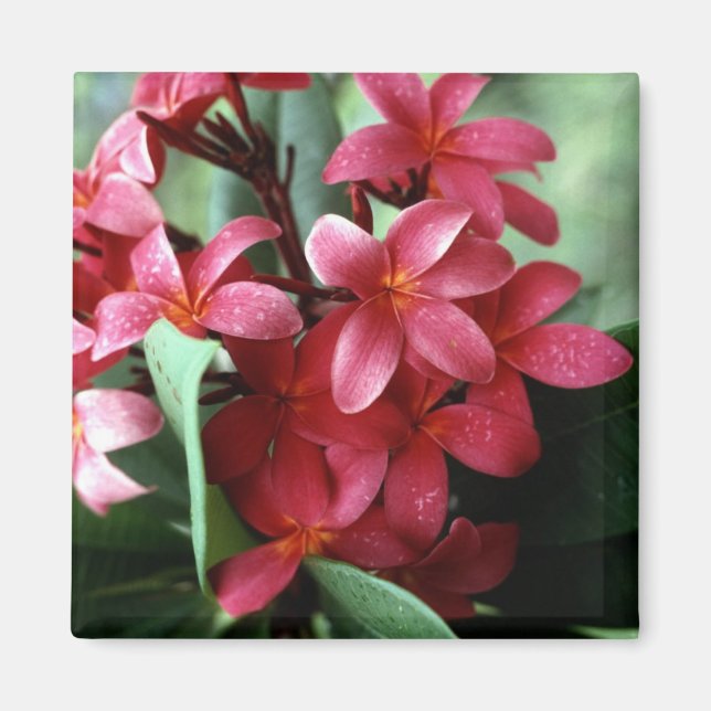 Flower Magnet (Framsidan)