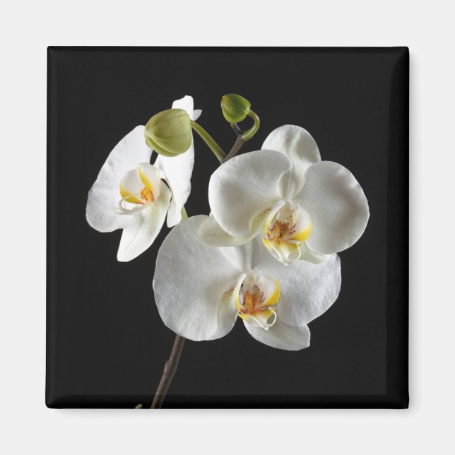 Flower Magnet (Framsidan)