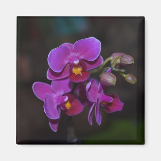 Flower Magnet lila orchid