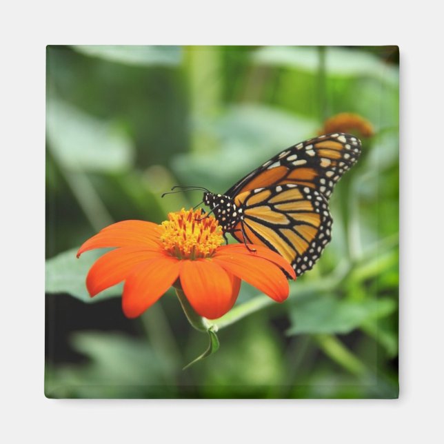 Flower Magnet, vackert monarch Butterfly Magnet (Framsidan)