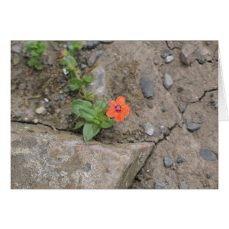 Flower, Newgrange, Nordirland OBS Kort