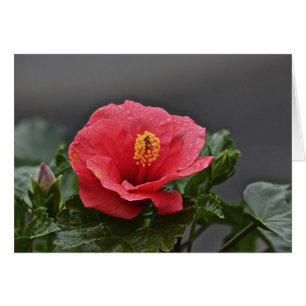 Flower Notecard Hälsningskort