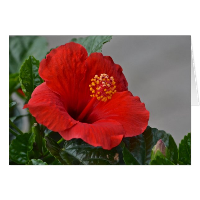 Flower Notecard OBS Kort (Framsidan Horizontal)