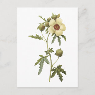 flower-of-an-hour(Hibiscus trionum) by Redouté Vykort