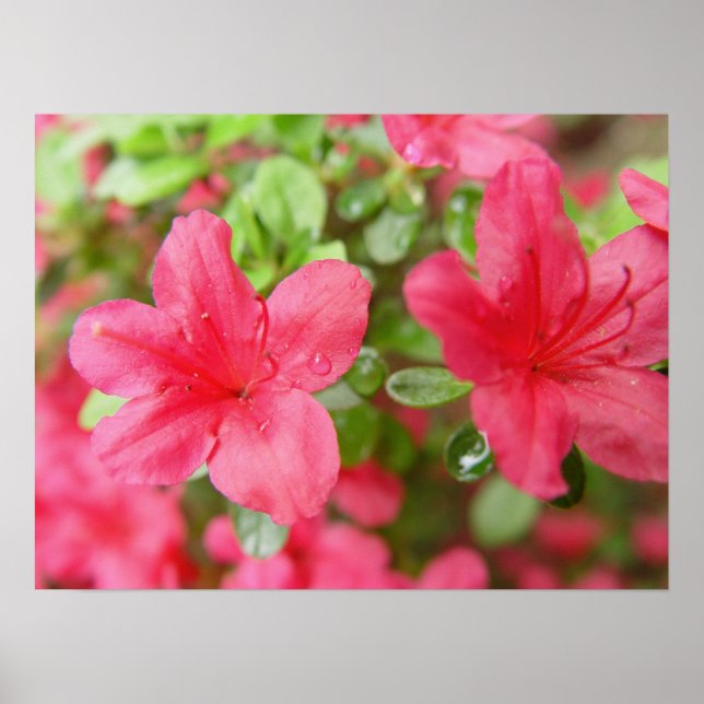 Flower Pair Poster (Framsidan)