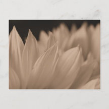 Flower Petals i Sepia