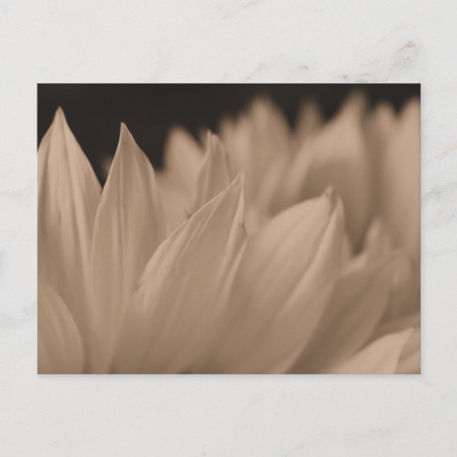 Flower Petals i Sepia Vykort (Framsida)