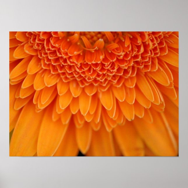 Flower Petals Poster (Framsidan)