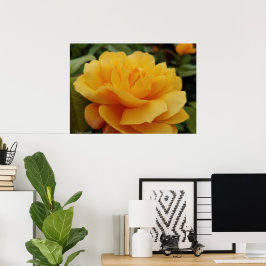 Flower Photo Golden Gul ros Blommar Poster