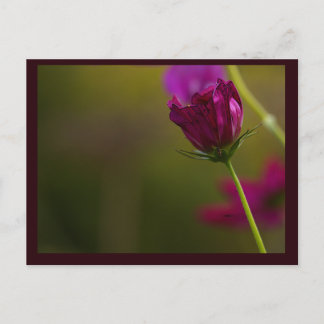 Flower Photo Postcard Helg Vykort