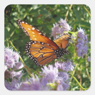 Flower Photo, vacker Orange, Monarch Butterfly Fyrkantigt Klistermärke