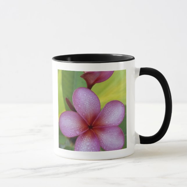 Flower, Plumeria sp.), South Pacific, Niue Mugg (Höger)