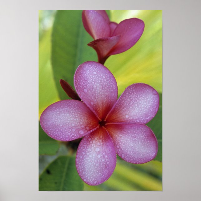 Flower, Plumeria sp.), South Pacific, Niue Poster (Framsidan)
