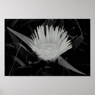 Flower Porträtt i Black and White Poster