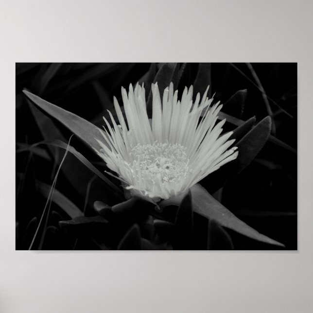 Flower Porträtt i Black and White Poster (Framsidan)