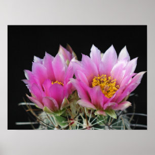 Flower Poster