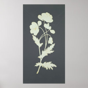 Flower Poster