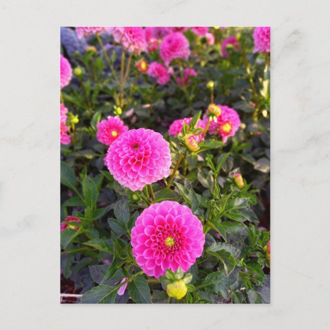 Flower Power - 12 Vykort (Framsida)