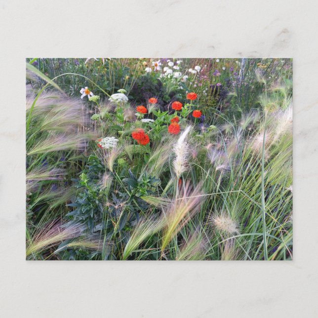 Flower Power - 13 Vykort (Framsida)