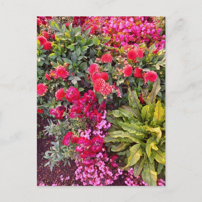 Flower Power - 14 Vykort (Framsida)