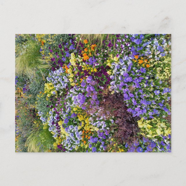 Flower Power - 1 Vykort (Framsida)