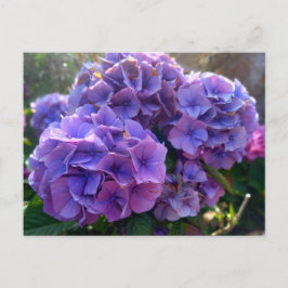 Flower Power 4 Vykort