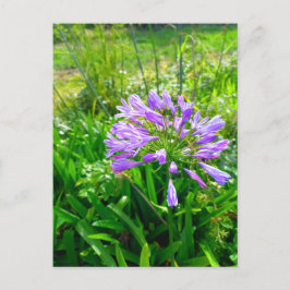 Flower Power - 5 Vykort