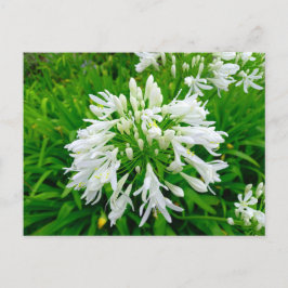 Flower Power - 6 Vykort