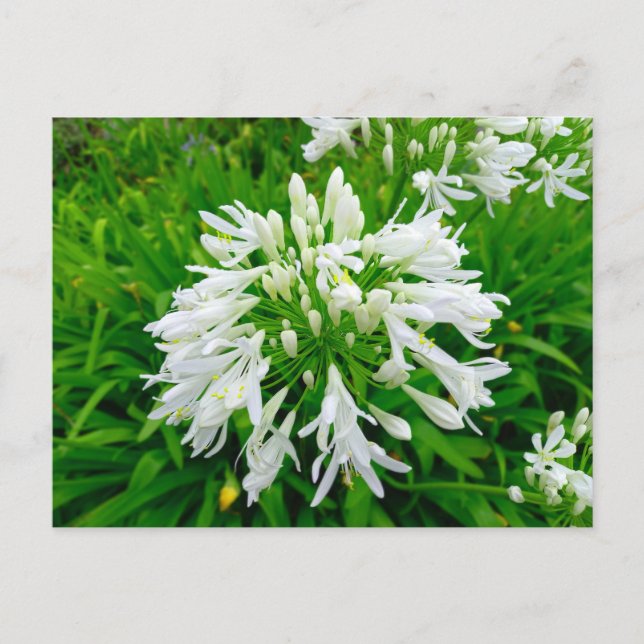 Flower Power - 6 Vykort (Framsida)