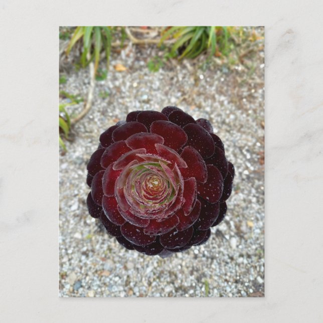 Flower Power - 7 Vykort (Framsida)