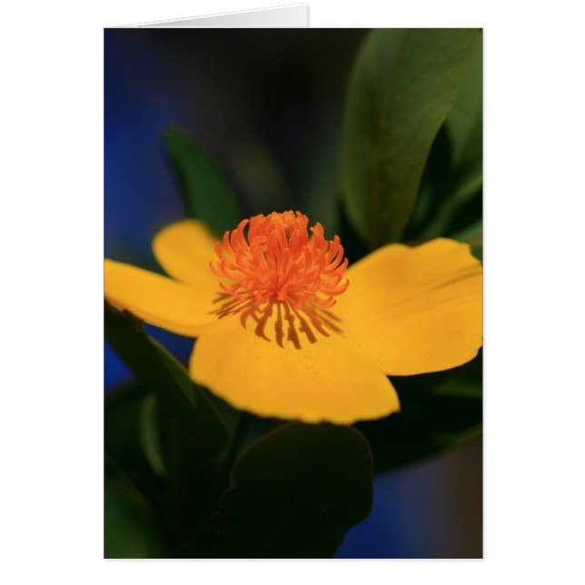 Flower Shadow Hälsningskort (Framsidan)