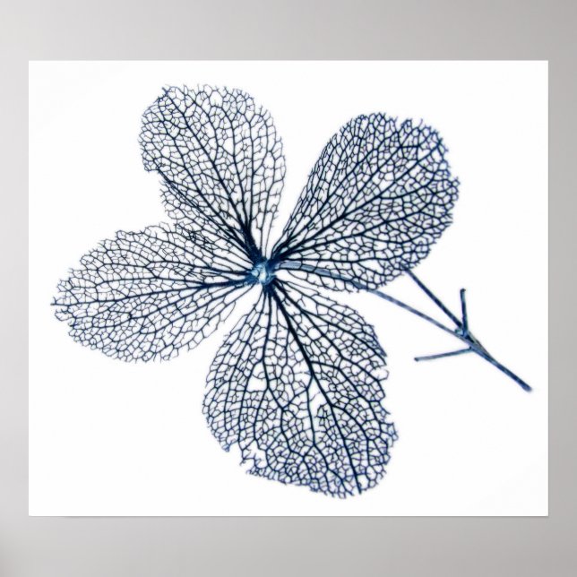 Flower Skeleton ~ print Poster (Framsidan)