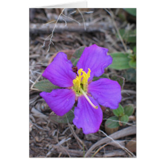 Flower Sri Lanka OBS Kort