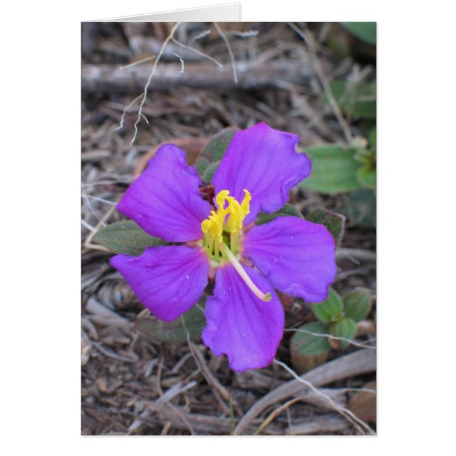 Flower Sri Lanka OBS Kort (Framsidan)