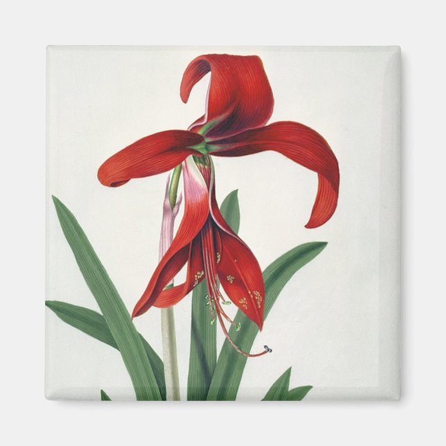Flower Study Magnet (Framsidan)