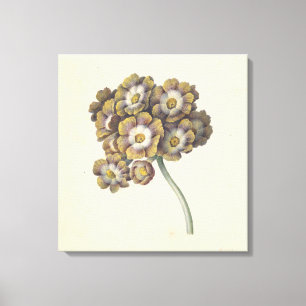 Flower study, Maria Margaretha van Os, 1790-1862 Canvastryck