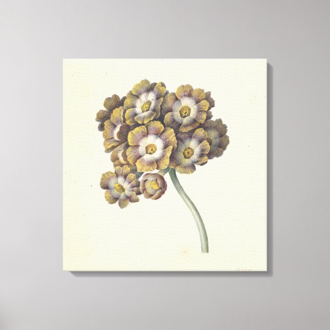 Flower study, Maria Margaretha van Os, 1790-1862 Canvastryck (Framsida)