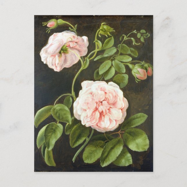 Flower Study Vykort (Framsida)