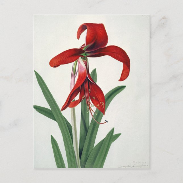 Flower Study Vykort (Framsida)