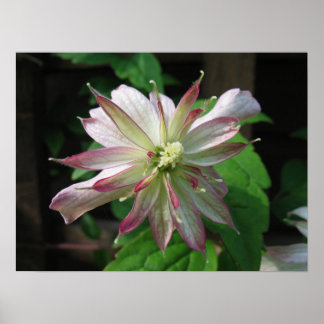 Flower Tre Poster